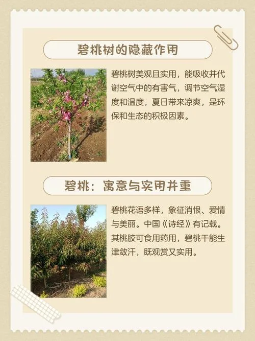 树木的作用简介-树木作用简述