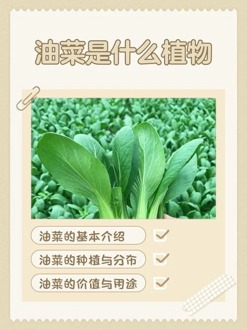 油菜一亩地能产多少斤-一亩地产多少斤