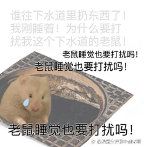 梦到抓老鼠一直没抓着_1