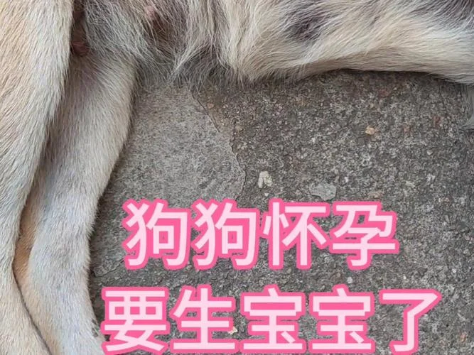 孕妇梦到黄狗跟着自己_2