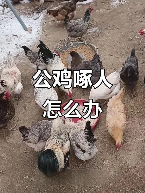 梦到公鸡啄我什么预兆_2