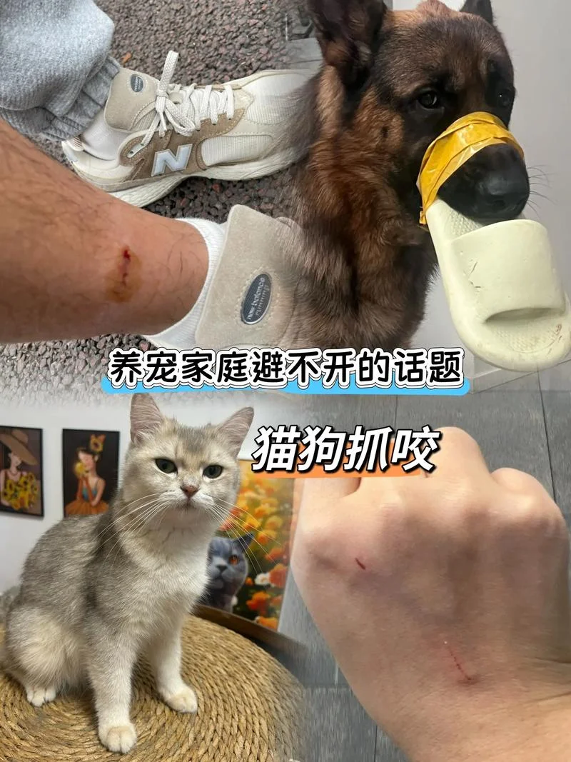 梦见被猫和狗咬_1
