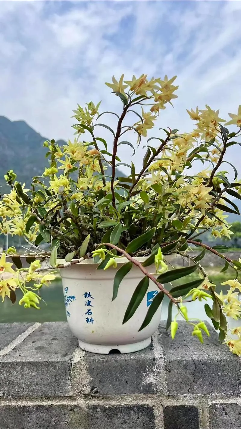 金石斛花多少钱一斤_1