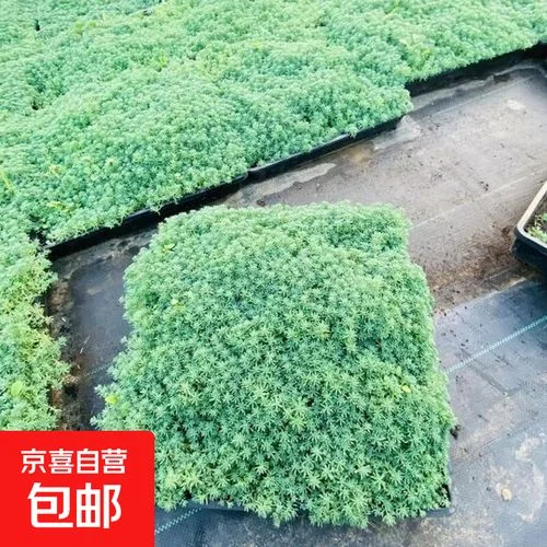 绿化草皮多少钱一平方_1
