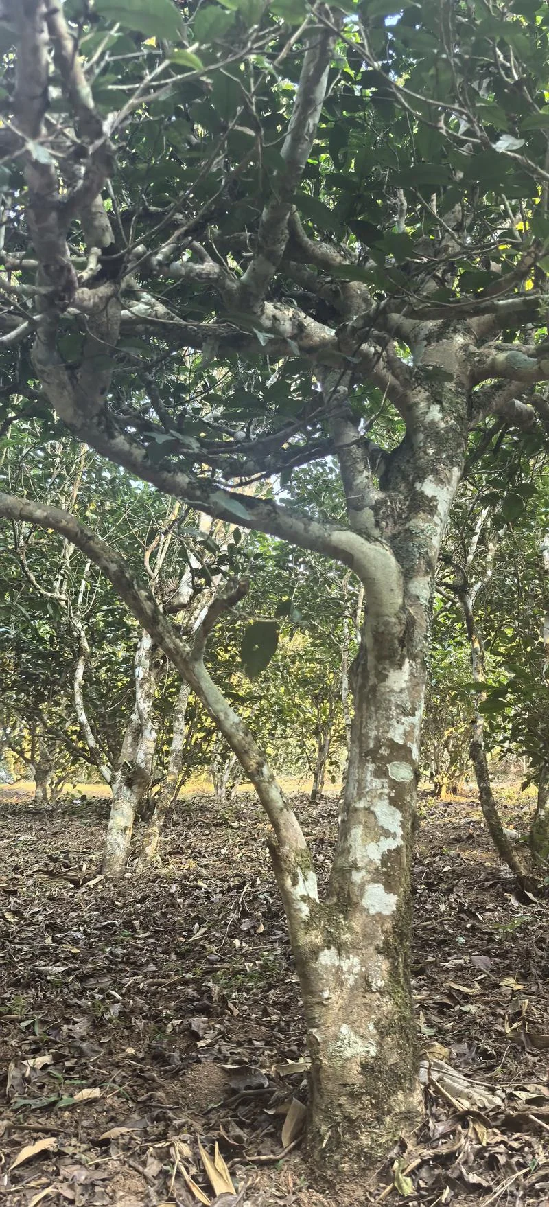 老班章产地是哪个茶区-澜沧县山水茶区