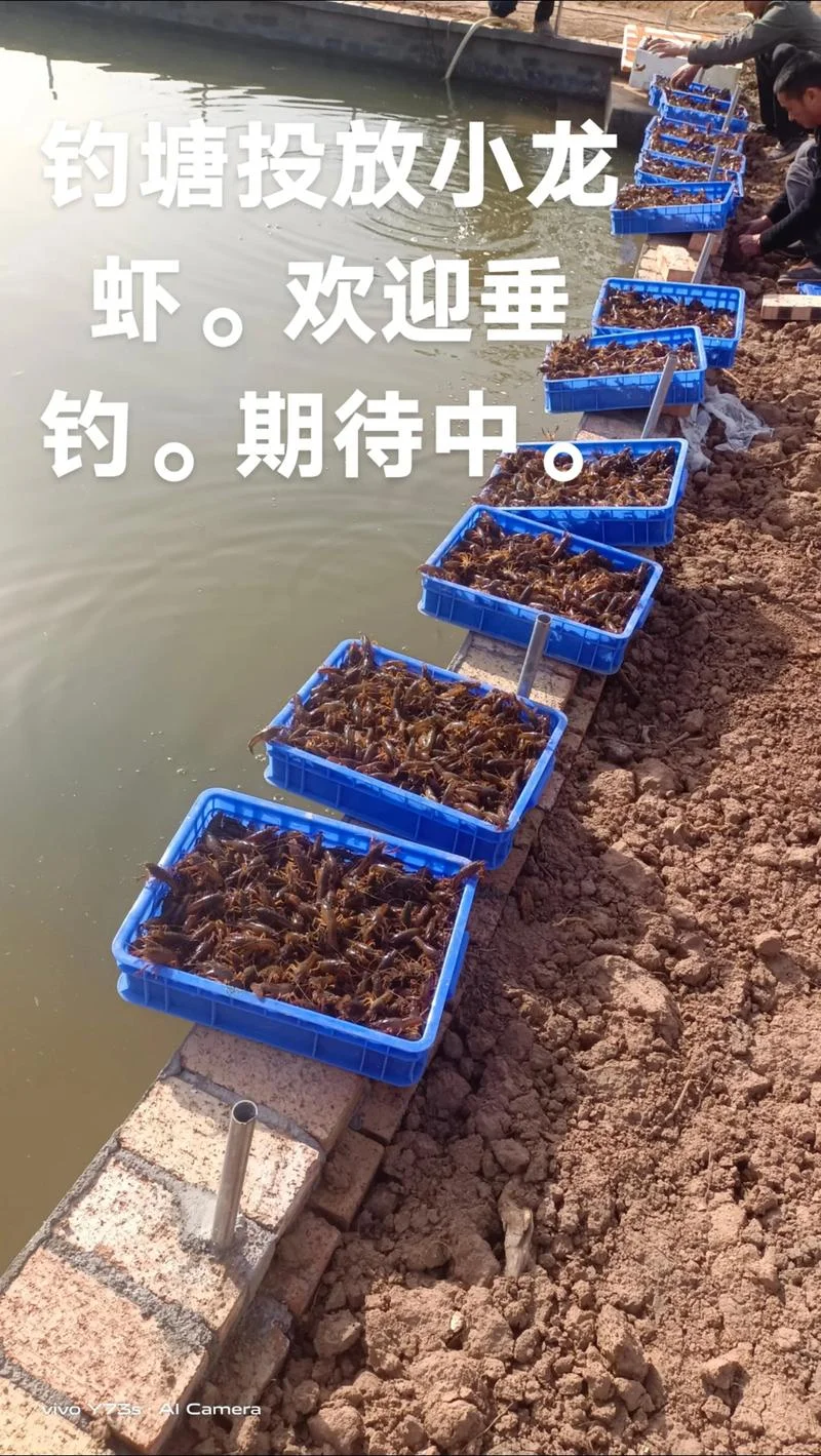 梦到钓小龙虾_1