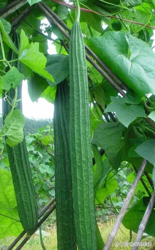 大棚丝瓜一亩种多少株-一亩种多少株