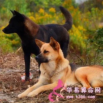 孕妇梦见被大黄狗咬_2