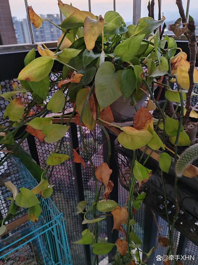 梦到家里的花黄了_1