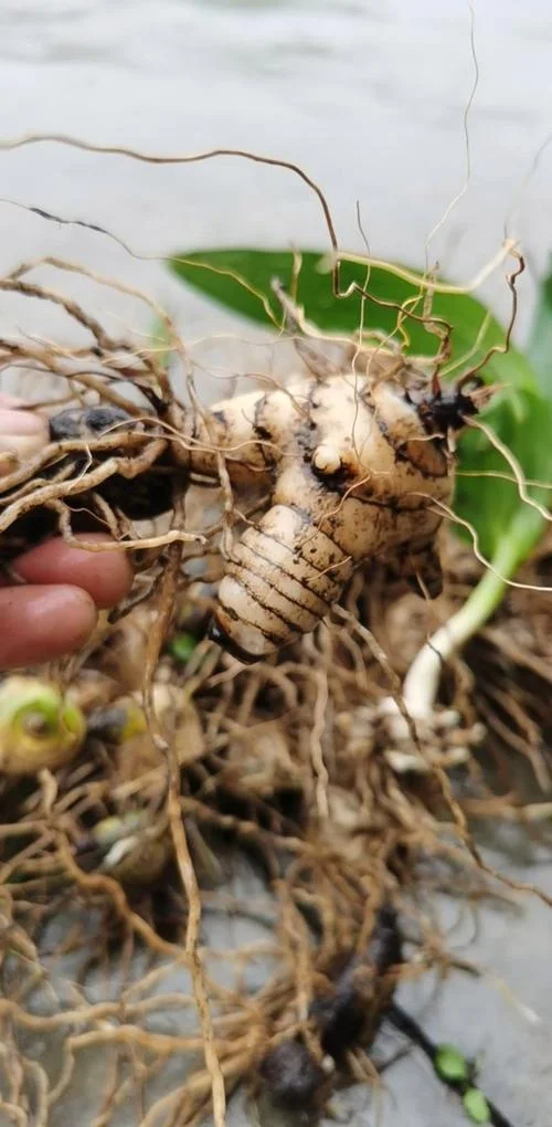 白芨种植一亩投资多少_1
