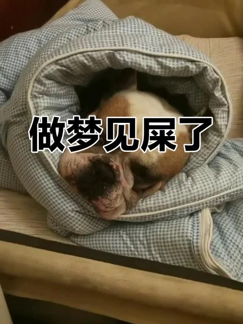 梦见在大街上拉屎_2