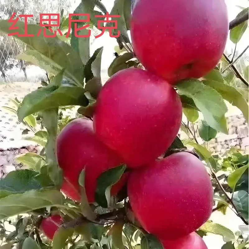 红苹果是什么意思-红苹果含义解析