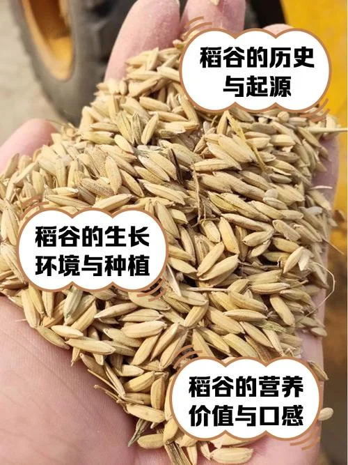 梦到谷子是什么预兆_1