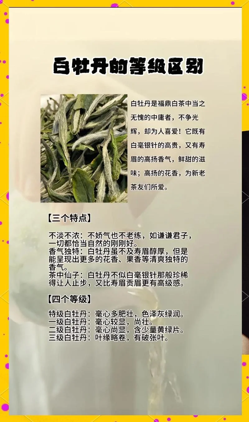 福鼎白茶春茶几月份彩_2