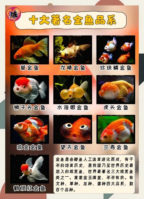 梦到金鱼是什么原因_1