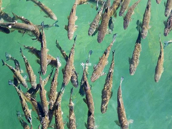 梦见水里很多鱼苗_1