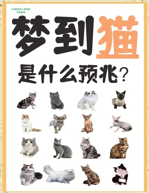 梦见被野猫咬了是什么征兆_1