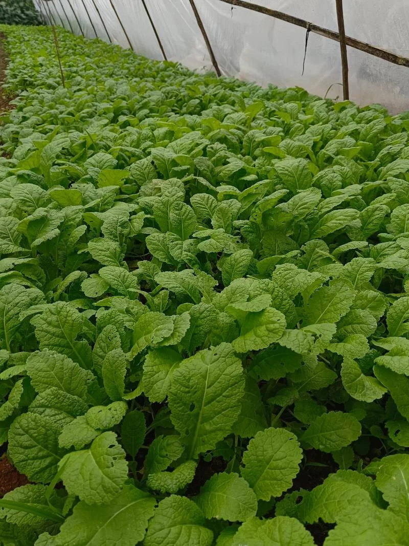 梦见很多的蔬菜_2