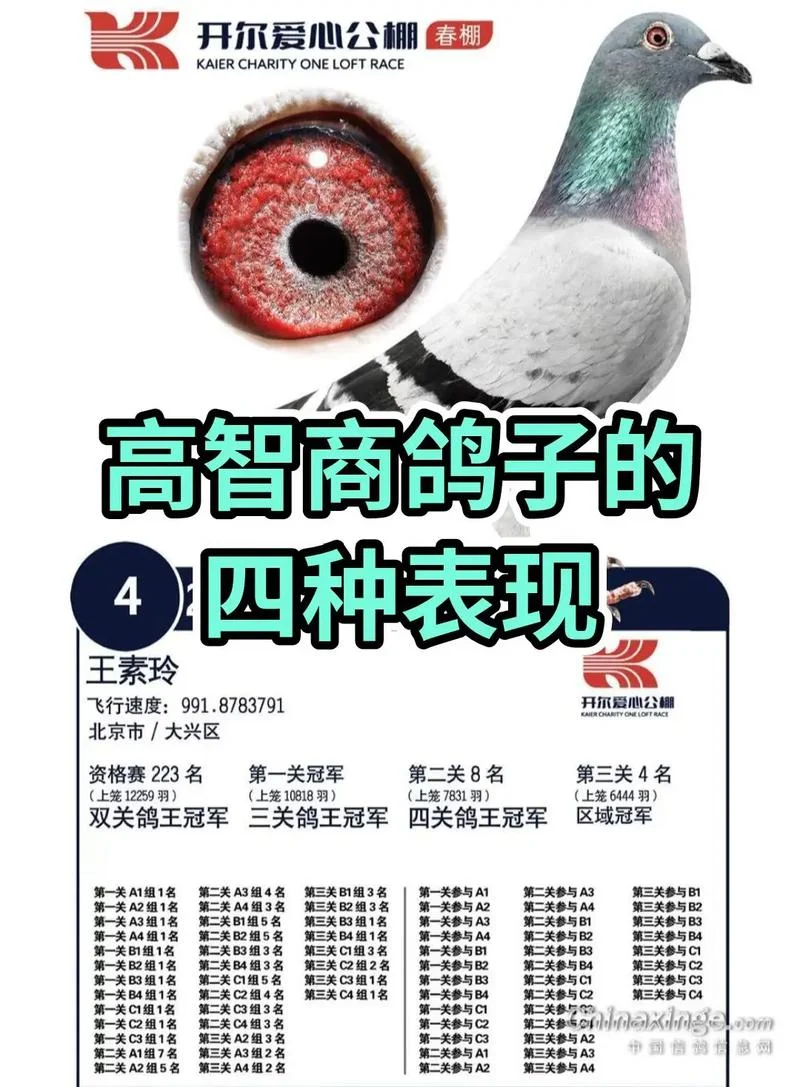 鸽子名字怎么起名-鸽名起名方法