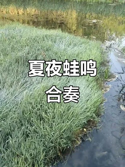 听取蛙声一片的上一句-聆听蛙声一片上句