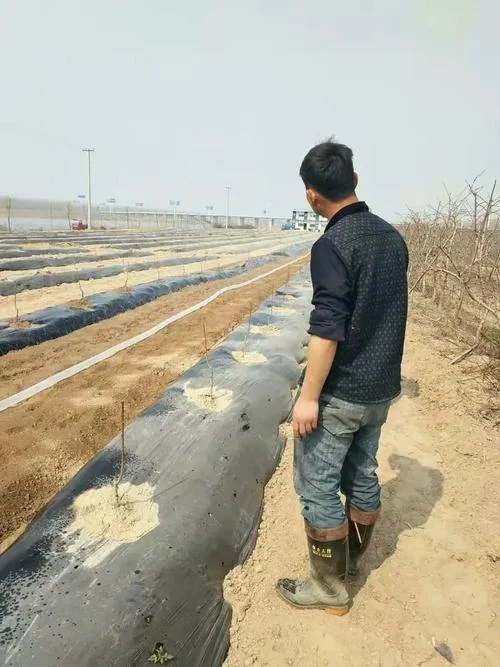 几月份下雪对种地好_2
