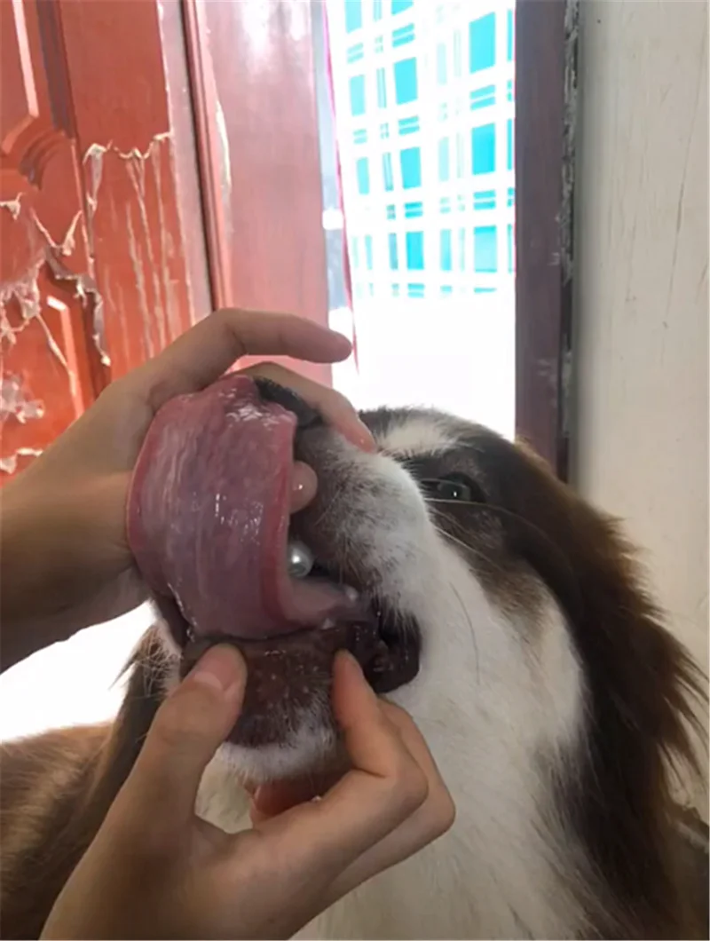 梦见狗咬我睾丸而惊醒_2