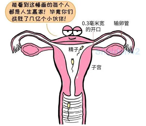 丰胸膏滋的原理是什么_2