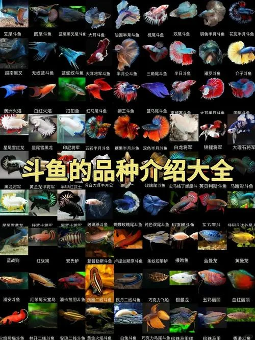 斗鱼一鱼翅多少钱_1