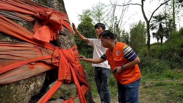 一棵金丝楠木多少钱_1