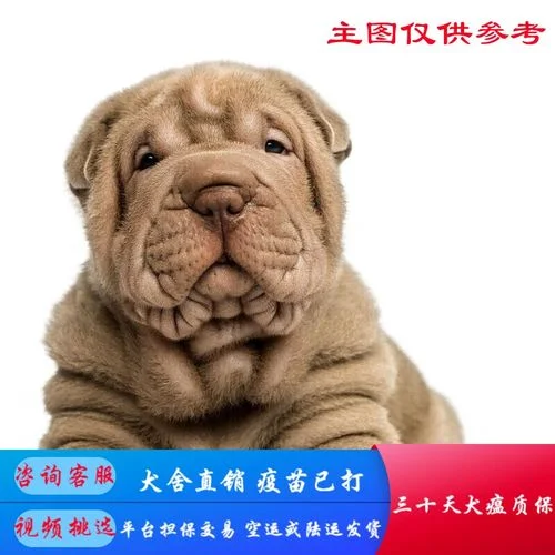 纯种沙皮狗多少钱一只_2