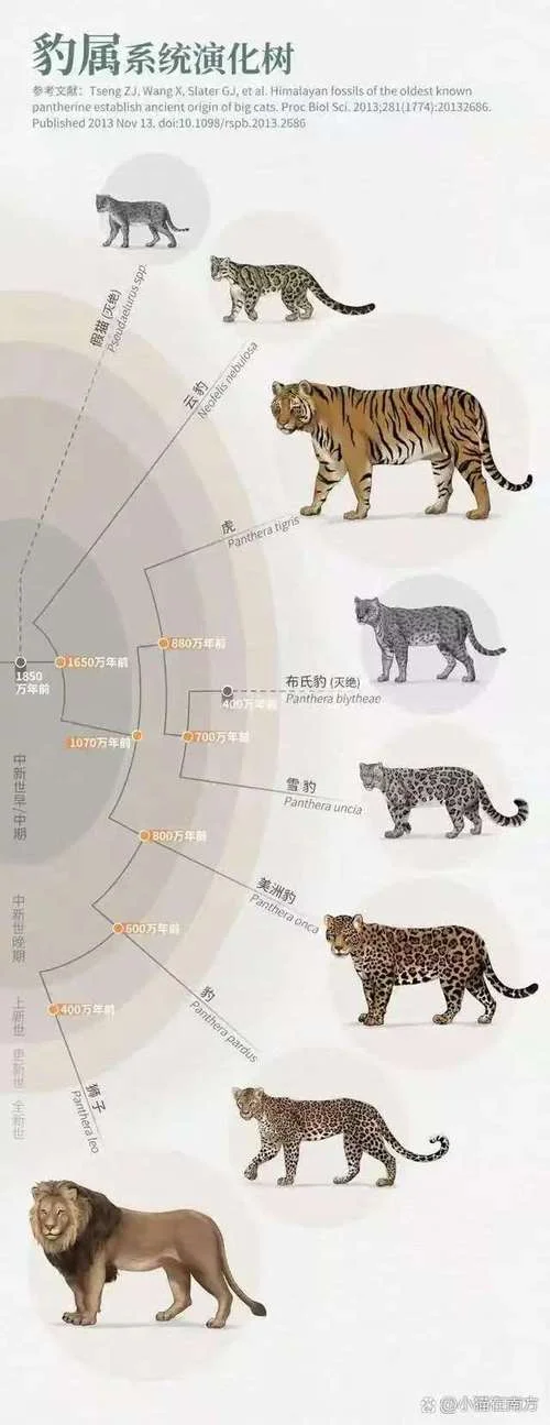 梦到豹子老虎_1
