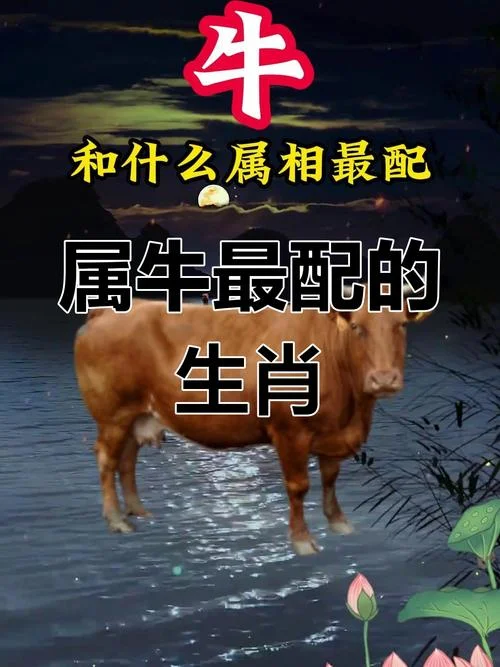 跟牛属相对冲的属相-跟牛属相冲属相