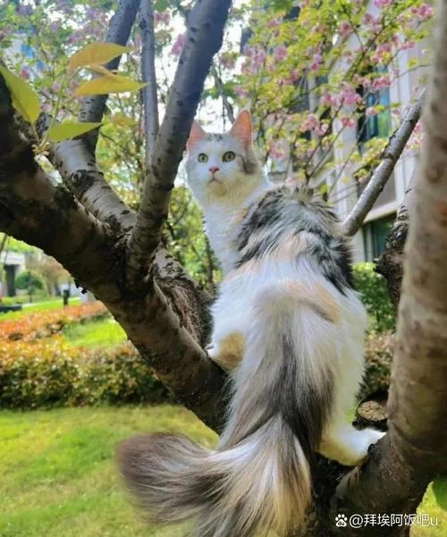 梦到猫咪长毛毛了_1