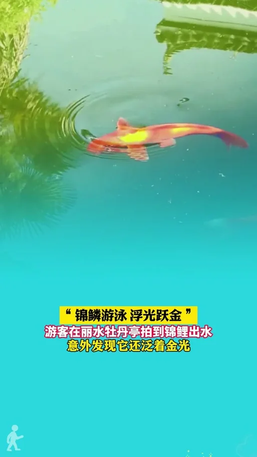 锦鳞游泳上一句-锦鳞游泳上一句