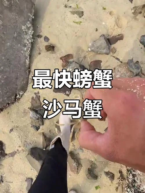 梦见大螃蟹跑了_1