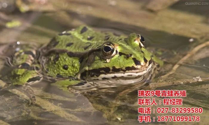 办个养殖青蛙证多少钱_2