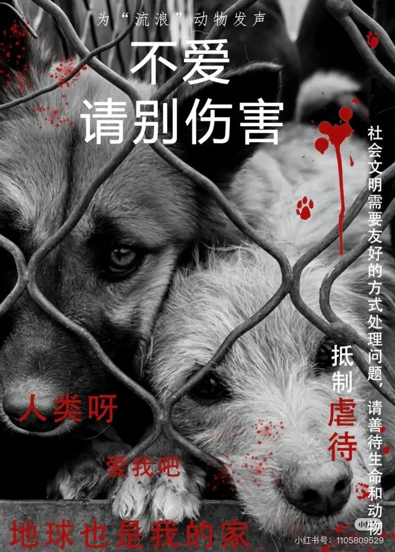 流浪猫流浪狗读后感_1