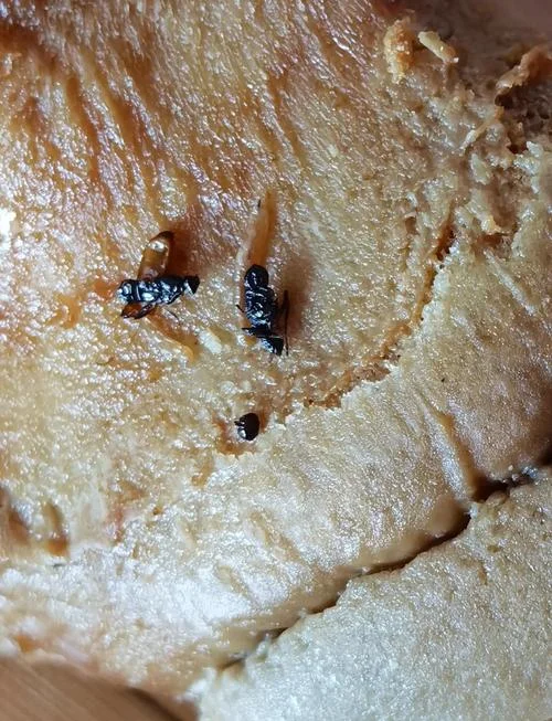 梦到蛆虫是什么意思啊_2