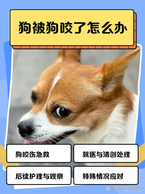 梦见家人被自家狗咬了_2