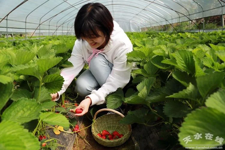 天水几月份种荏子_2