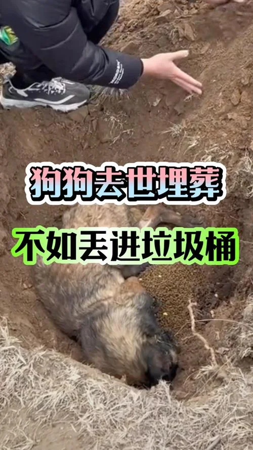 梦见狗死吉不吉利_2