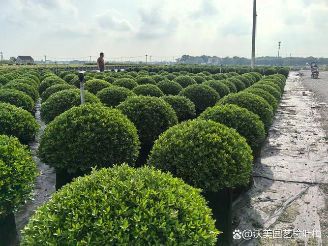 公园景观绿化多少钱_2