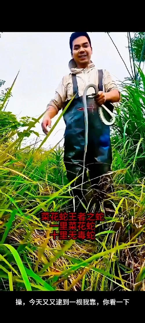 梦到菜花蛇是什么征兆 女性_2