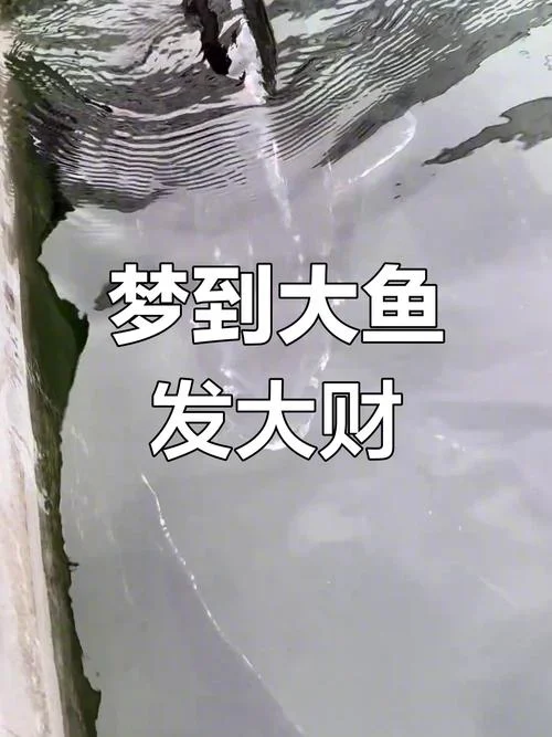梦见捞鱼是什么意思_2