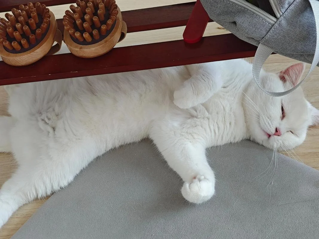 梦到小猫和自己很亲近_1