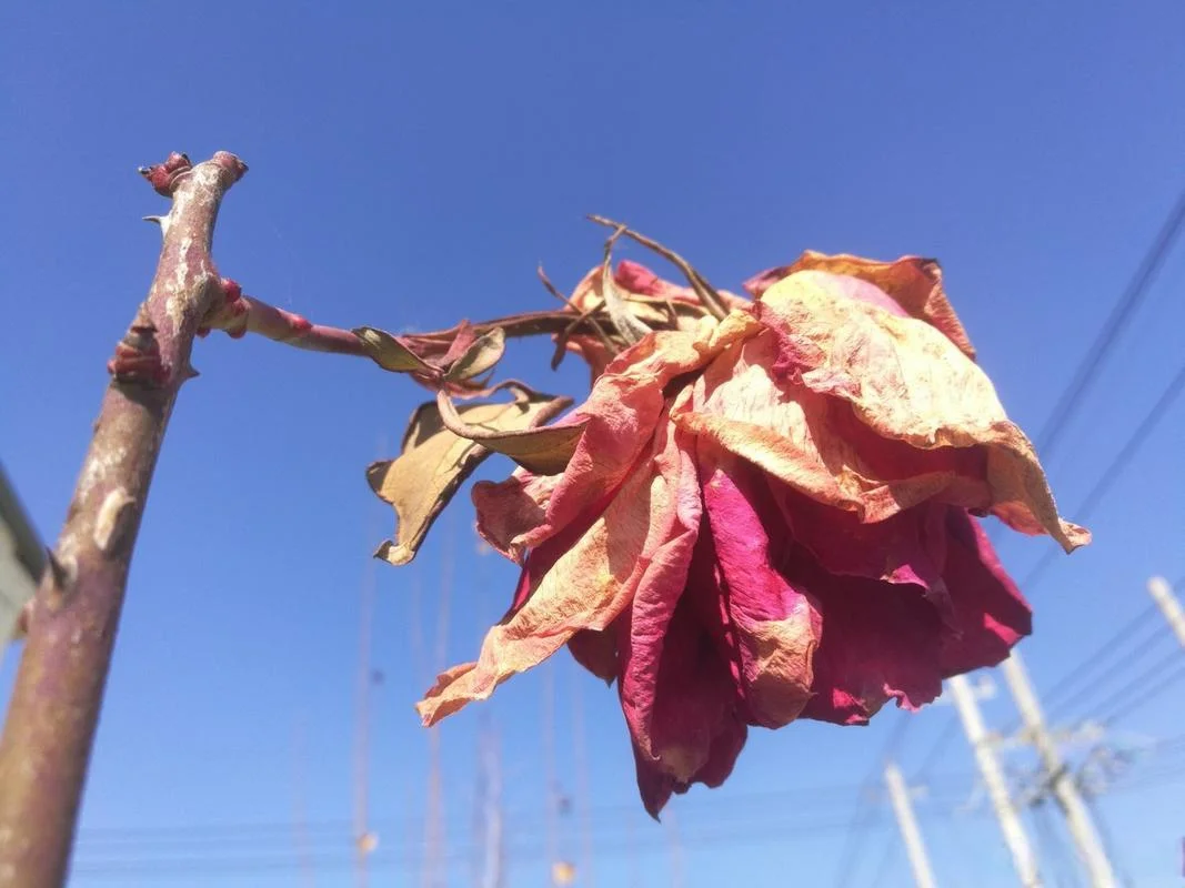 梦见花枯萎又开_2