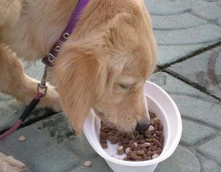 梦见狗吃饭是什么预兆_2