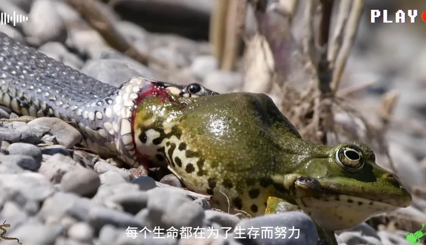 梦见一条毒蛇和青蛙_2