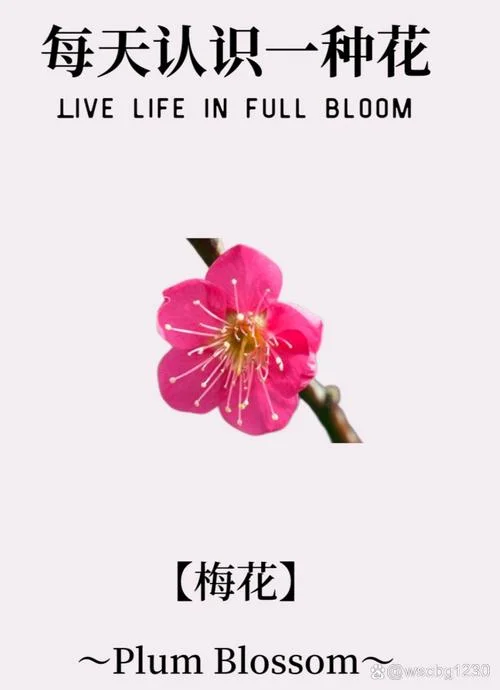 梅花代表什么意思-象征坚韧的梅花