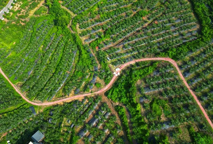 龙泉驿水蜜桃种植条件_2